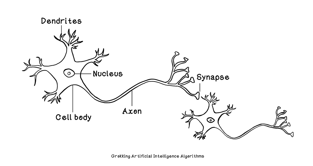 Intuition of neurons in artificial neural networks